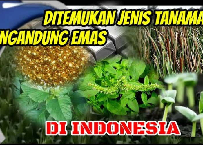 Tanaman Penghasil Emas Tumbuh Subuh dan Tersebar di Indonesia, Ini Jenisnya!