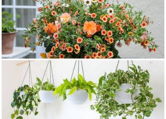 Inspirasi Tanaman Gantung Hemat Air untuk Teras Sempit yang Tetap Cantik