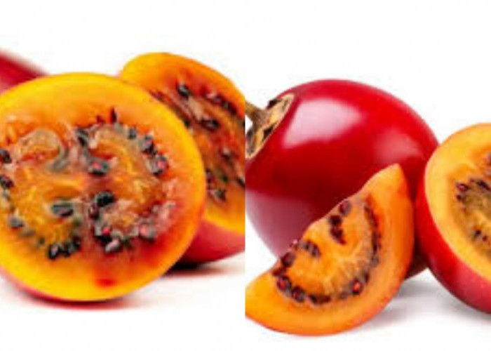 Apa Saja Sih? Kandungan Dan Nutrisi Terong Belada Untuk Kesehatan Tubuh Ini Penjelasanya