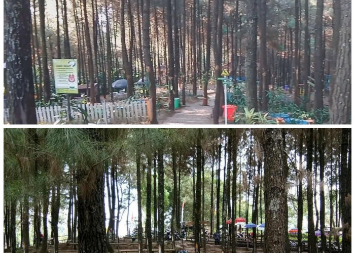 Menikmati Keindahan Alam di Wana Wisata Bukit Pinus Wonosalam Jombang: Hutan Pinus di Tengah Kota