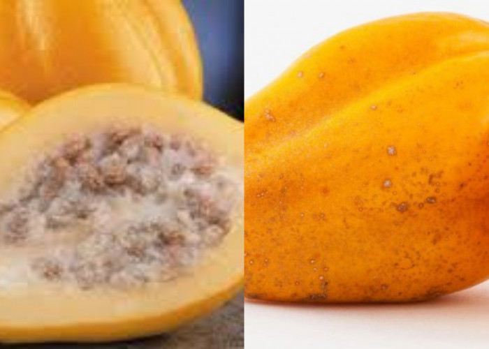 Yuk Ketahui 8 Manfaat Buah Carica Untuk Kesehatan Yang Luar Biasa!