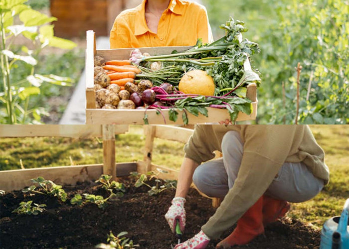 Homesteading: Gaya Hidup Sederhana yang Cocok di Desa dan Kota? Yuk, Coba!