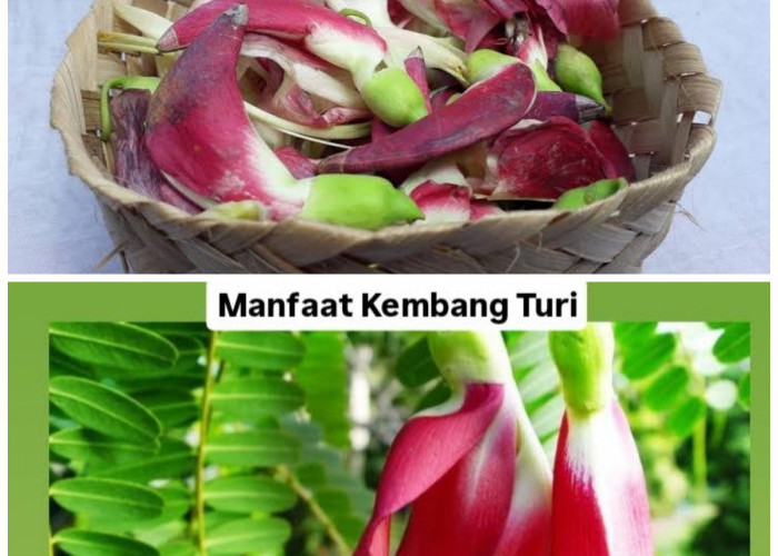 9 Manfaat Kembang Turi untuk Kesehatan, Kaya Nutrisi dan Baik untuk Tubuh