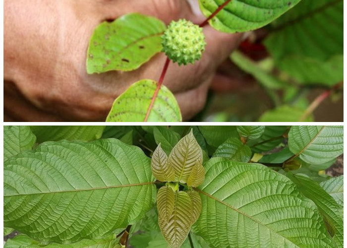 Manfaat Kesehatan Daun Kratom: Mengungkap Potensi Positif dan Risiko Efek Sampingnya