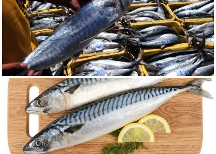 Manfaat Tersembunyi Ikan Tenggiri: 7 Khasiat untuk Kesehatan yang Perlu Anda Tahu