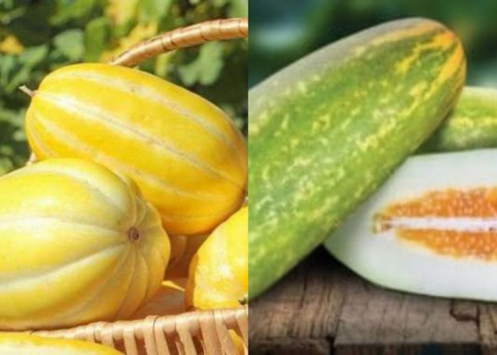 Manfaat Timun Suri untuk Kesehatan: Menyegarkan Sekaligus Menyehatkan!