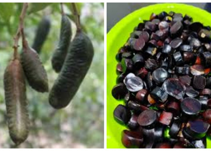 8 Manfaat Tanaman Kabau untuk Kesehatan yang Perlu Anda Ketahui !