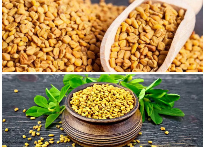 Fenugreek: Herbal Kecil dengan Segudang Manfaat untuk Kesehatan Tubuh