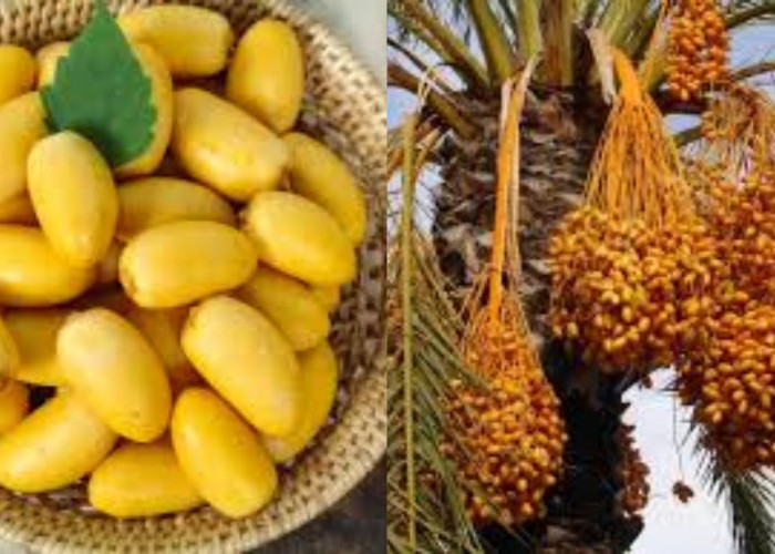  8 Manfaat Kurma Muda yang Jarang Diketahui