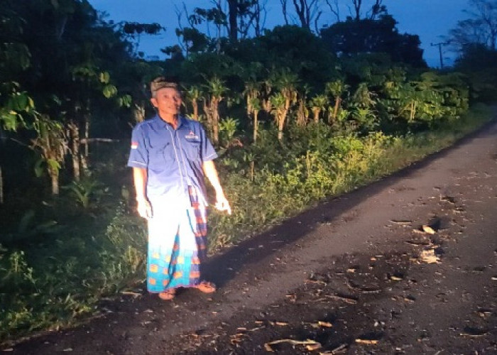 Pohon Tumbang di Dusun Rempasai Kota Pagaralam Akibatkan Pemadaman Listrik dan Gangguan Lalu Lintas