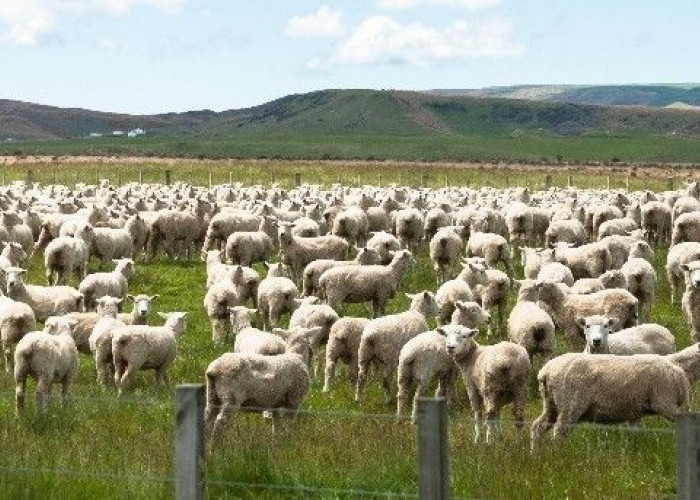 Fakta Unik Negara Selandia Baru, Banyakan Hewan Ternaknya Daripada Manusianya? 