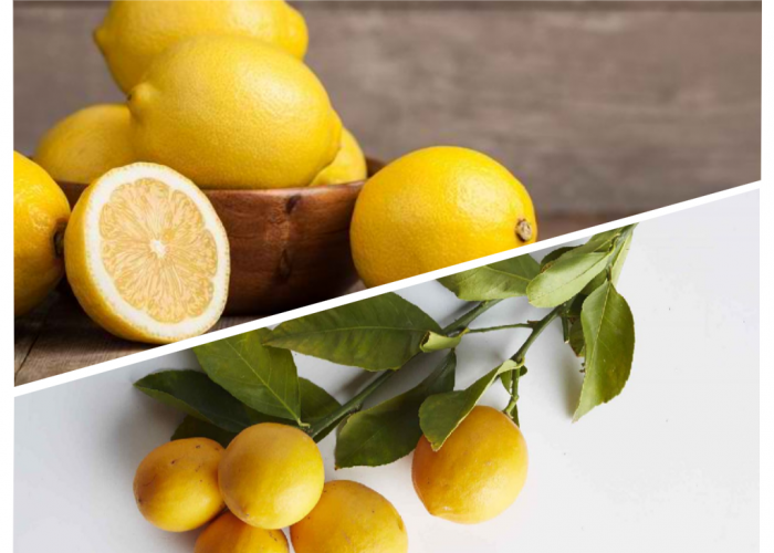 Apa Saja Manfaat dan Bahaya Buah Lemon? Simak Ulasannya di Sini!