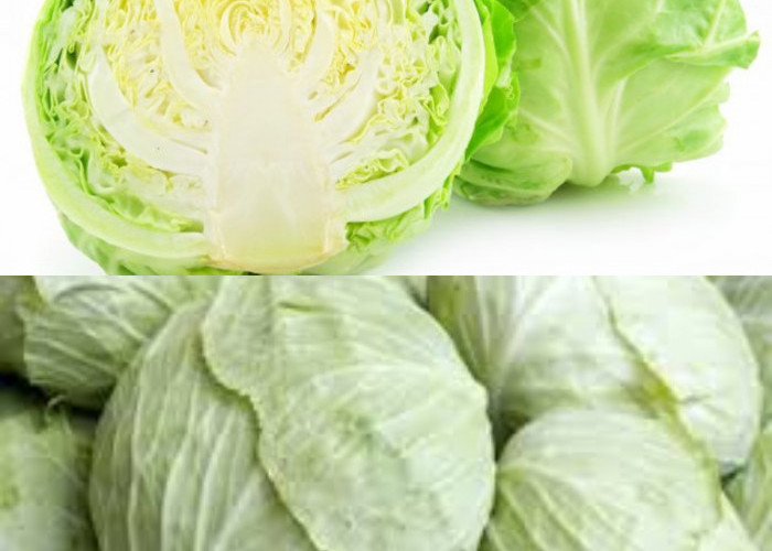 Yuk Simak Manfaat Sayur Kol, Kandungan Gizi, dan Efek Samping!