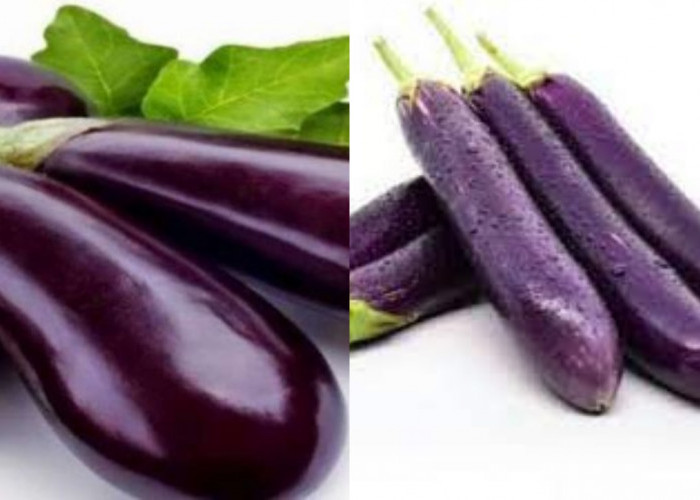 8 Manfaat Terong Ungu untuk Kesehatan Tubuh, Bisa Bantu Jaga Kesehatan Jantung 