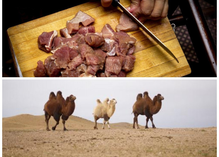 6 Manfaat Kesehatan dari Daging Unta yang Banyak Dikonsumsi Saat Umrah