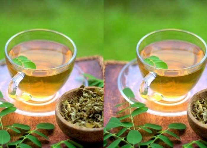 Beragam Manfaat Teh Daun Kelor Yang Jarang Diketahui Intip Disini! 