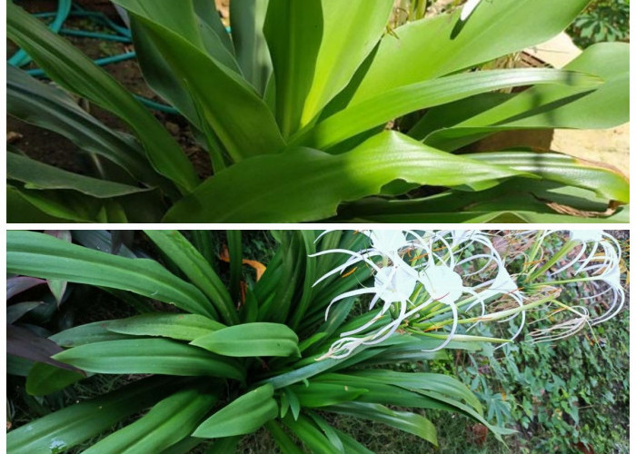 Mengenal Daun Bakung: Tanaman Sederhana dengan Khasiat Kesehatan Luar Biasa