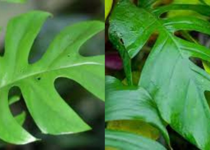 Daun Ekor Naga, Yuk Ketahui Manfaat dan Cara Mengonsumsinya!