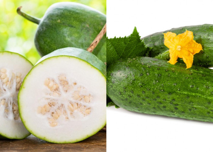 Ketahui Inilah 8 Manfaat Buah Kundur Untuk Kesehatan Dan Cara Mengonsumsinya