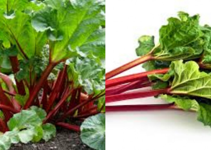 Inilah 6 Manfaat Rhubarb yang Perlu Kalian Ketahui?