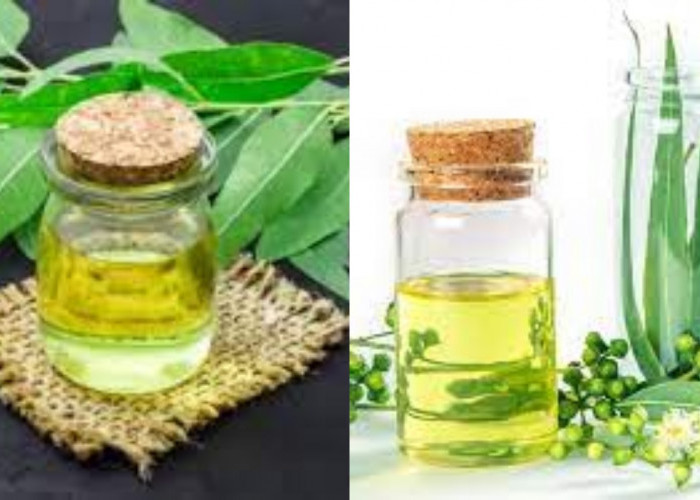 Wajib Tahu Inilah 7 Manfaat Minyak Kayu Putih Untuk Kesehatan!