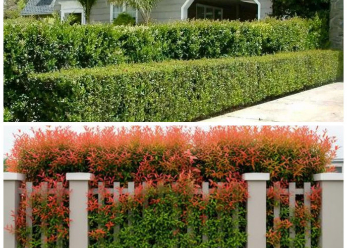 Percantik Tampilan Pagar Rumah dengan Tanaman Hias yang Mudah Dirawat