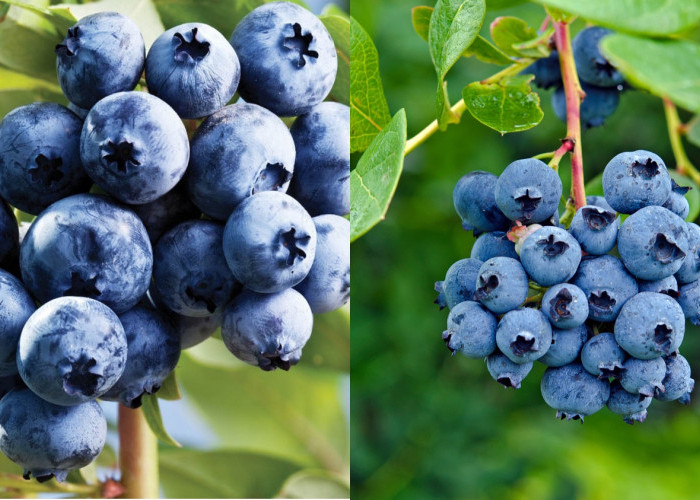 Manfaat Dan Kandungan Gizi Dari Buah Blueberry Yang Wajib Kalian Tau Berikut Penjelasannya! 