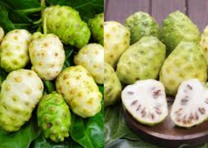  Catat 8 Manfaat Buah Mengkudu untuk Kesehatan Yang Harus Kalian Ketahui!