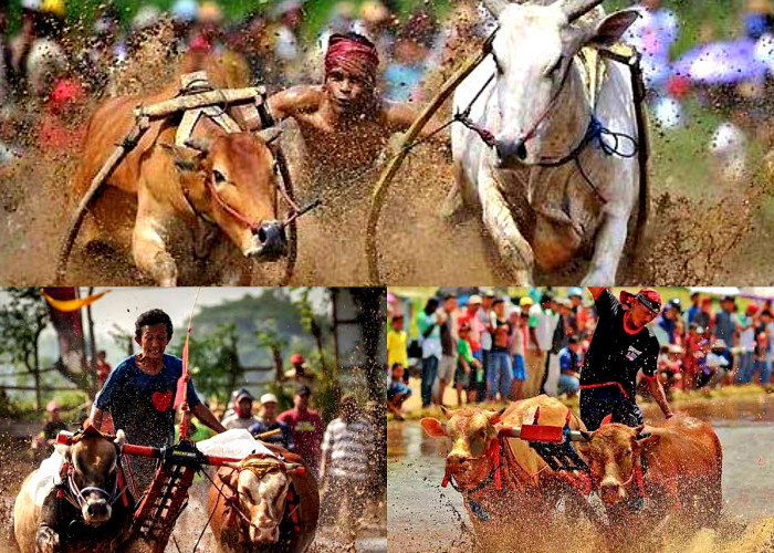 Daya Tarik Wisata. Karapan Sapi Tradisi Pacu Hewan Kebanggaan Orang Madura