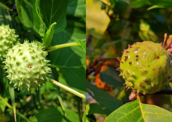 9 Khasiat Buah Kecubung untuk Kesehatan dan Pengobatan