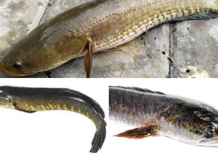 Ikan Gabus: Superfood Tinggi Protein, Manfaat dan Cara Aman Mengonsumsinya!