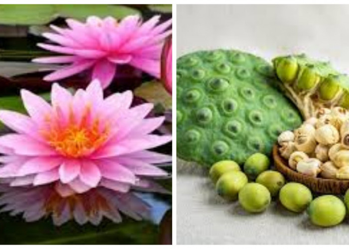 Biji Teratai: Aman Dikonsumsi dan Bermanfaat bagi Kesehatan