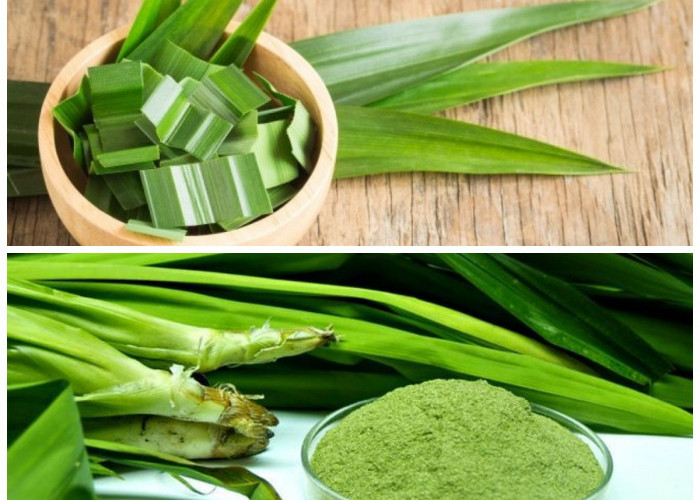 Manfaat Daun Pandan untuk Kesehatan dan Kecantikan: Rahasia Herbal dari Alam!