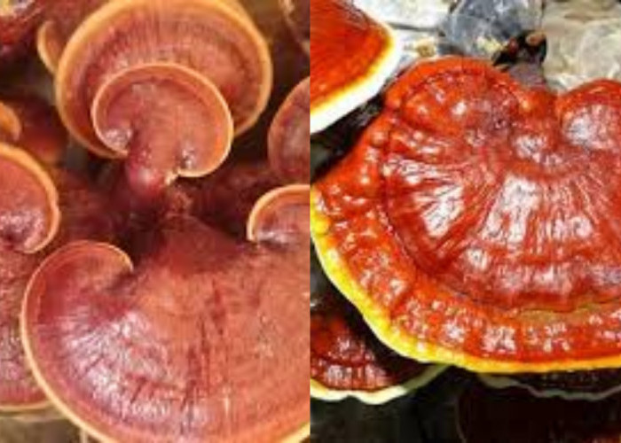 Yuk Kenali 8 Manfaat Jamur Ganoderma Untuk Kesehatan Jarang Diketahui!