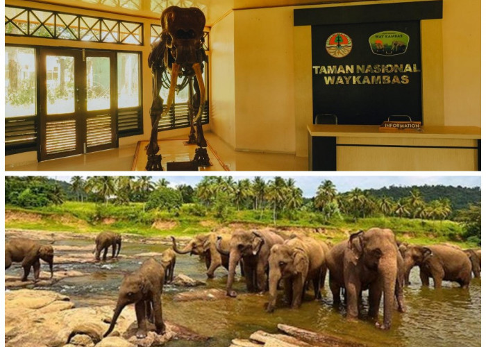 Museum Way Kambas: Menelusuri Jejak Sejarah Konservasi Gajah dan Keanekaragaman Hayati di Lampung!