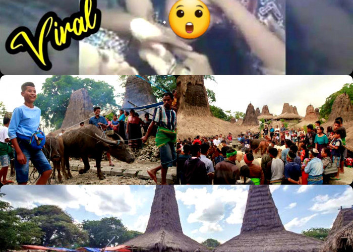 Viral dan Kontroversi! Kawin Tangkap Sumba Nusa Tenggara Timur. Tradisi Pemaksaan Berbalut Tradisi Budaya?
