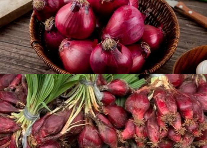 Mengenal Bawang Dayak: Tanaman Herbal Khas Kalimantan dengan Sejuta Manfaat Medis yang Luar Biasa!