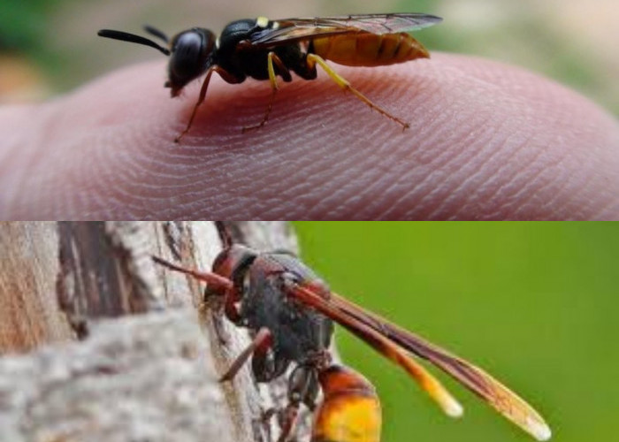 Ketahui Metode Mengatasi Sengatan Tawon yang Telah Membengkak!