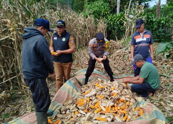 Bersama PPL dan Petani, Bhabinkamtibmas Kawal Panen Jagung 8 Ton