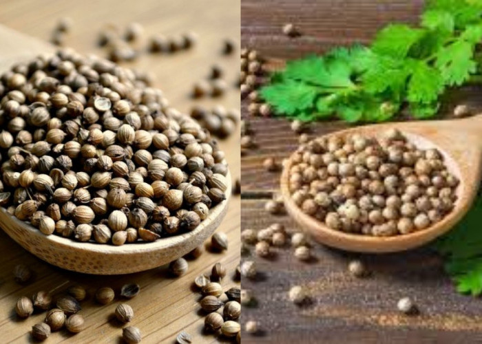 Redakan Nyeri Haid Tanpa Obat, Ini Manfaat Air Rebusan Ketumbar!