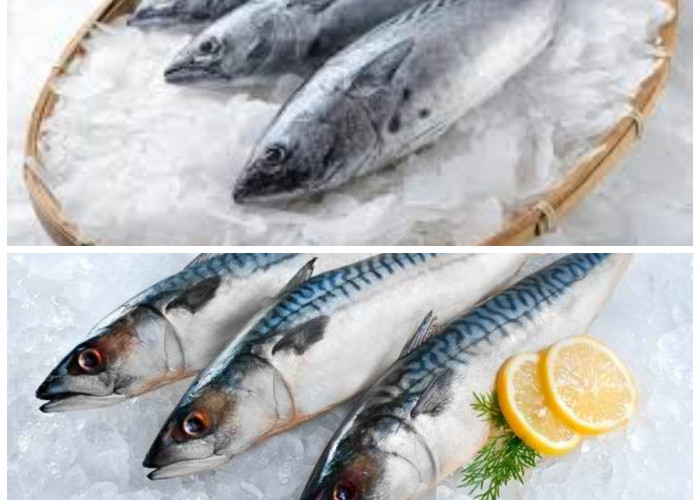 Kaya Gizi, Ini Deretan Manfaat Ikan Tongkol dan Cara Aman Mengolahnya