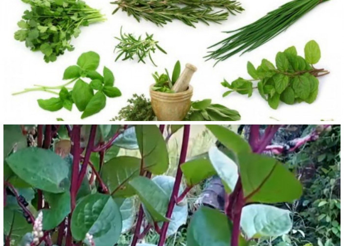 Rahasia Alam Pegunungan: 5 Tanaman Obat dengan Segudang Manfaat Kesehatan