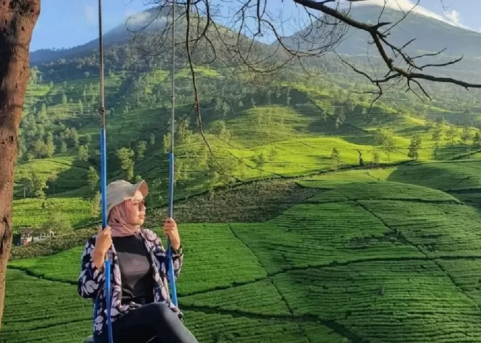 Pesona Gunung Cilik Wonosobo, Menjelajahi Perkebunan Teh Yang Sangat Tekenal Instagramable!