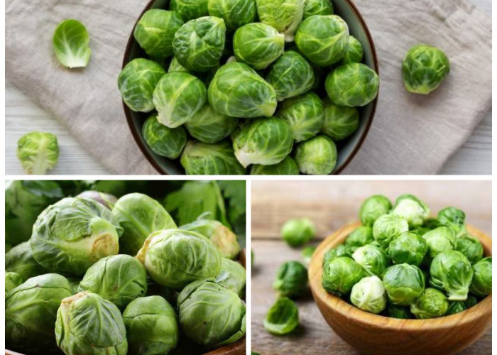 Kubis Mini Penuh Khasiat: Manfaat Kubis Brussel bagi Kesehatan Tubuh yang Luar Biasa!