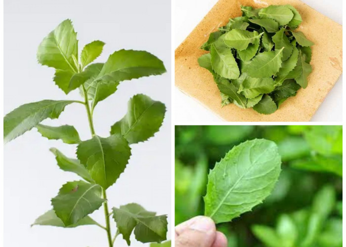 Manfaat Daun Beluntas bagi Kesehatan Tubuh: Ramuan Tradisional Penuh Khasiat!