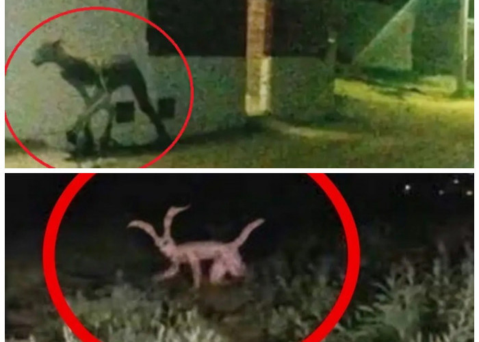 Sosok Hewan Mitologi Tertangkap Kamera: Bukti Dunia Gaib Terungkap