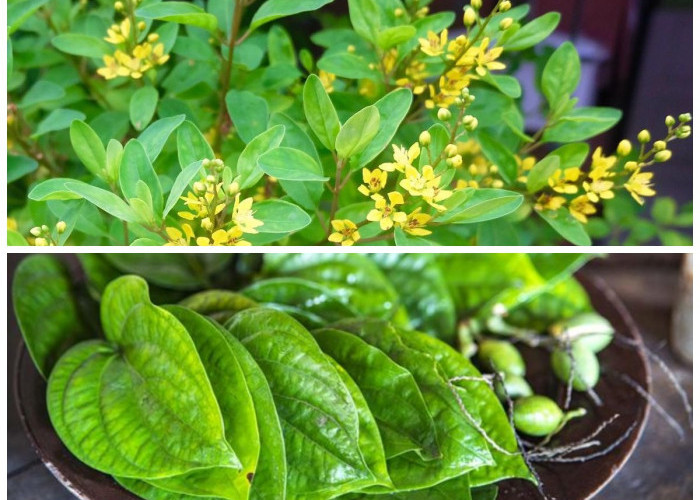 Kenali 12 Jenis Tanaman Obat dan Khasiat Alaminya untuk Tubuh Sehat