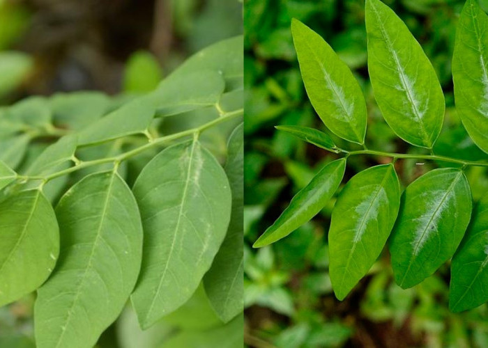 Manfaat Daun Katuk bagi Kesehatan: Dari Pelancar ASI hingga Penguat Imunitas!