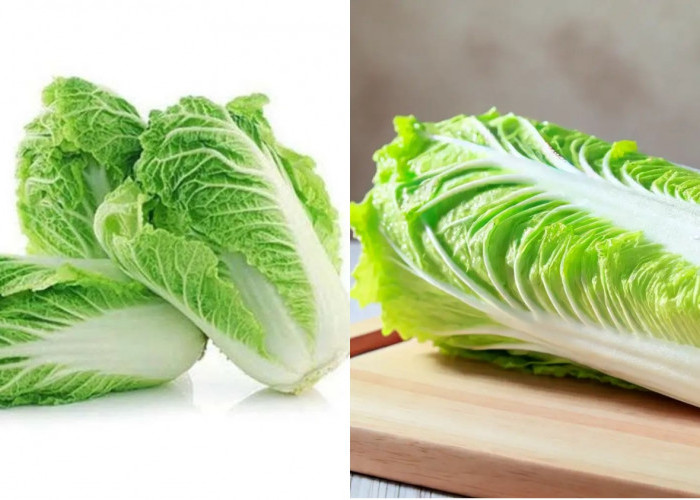 Yuk Intip! Beragam Manfaat Sawi Putih Untuk Kesehatan Tubuh Yang Jarang Diketahui 