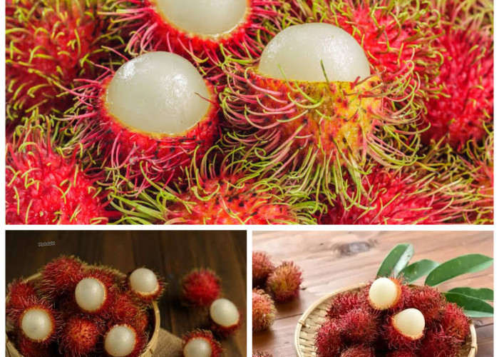 Mengungkap Manfaat Buah Rambutan bagi Kesehatan Tubuh: Dari Kekebalan hingga Kesehatan Jantung!